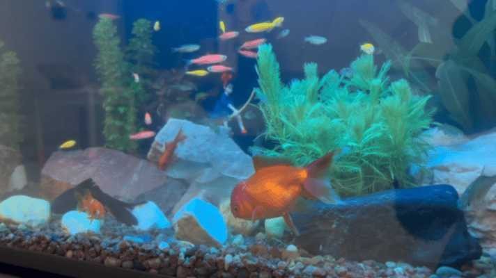 不需要加溫的雷龍魚