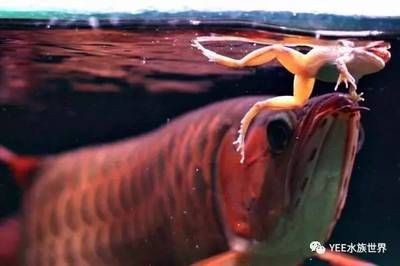 龍魚吃東西一直嚼不動：龍魚吃東西一直嚼不動可能是由多種原因引起的，以下可能是原因