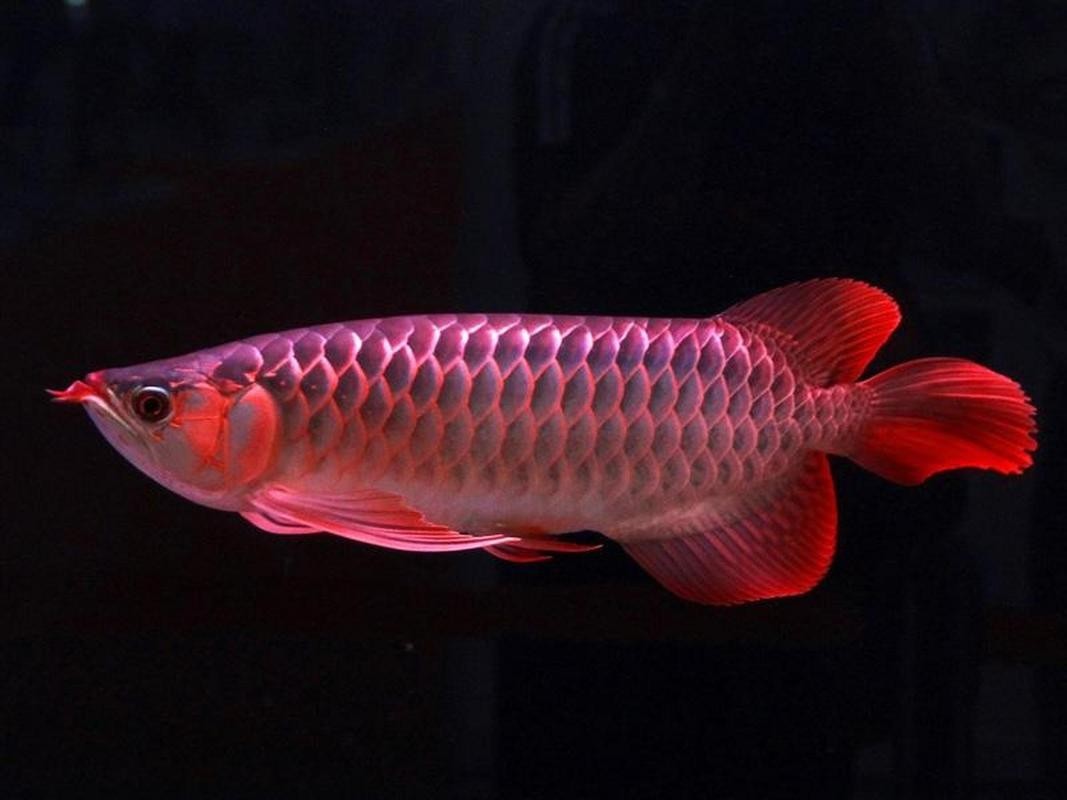 馬來西亞紅龍魚圖片高清大圖