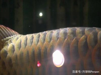 龍魚水霉病怎么治最快：龍魚水霉病的治療方法