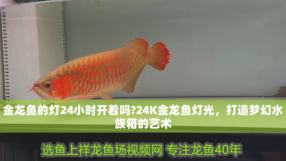 金龍魚的燈24小時開著嗎?24K金龍魚燈光，打造夢幻水族箱的藝術