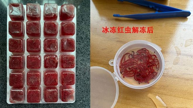 金龍魚的燈24小時開著嗎?24K金龍魚燈光，打造夢幻水族箱的藝術