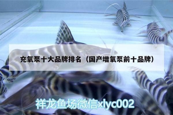 細(xì)線銀板魚苗水質(zhì)調(diào)控技巧,養(yǎng)殖細(xì)線銀板魚苗時(shí),水質(zhì)調(diào)控是確保其健康成長(zhǎng)的關(guān)鍵 龍魚百科 第5張 細(xì)線銀板魚苗水質(zhì)調(diào)控技巧,養(yǎng)殖細(xì)線銀板魚苗時(shí),水質(zhì)調(diào)控是確保其健康成長(zhǎng)的關(guān)鍵 細(xì)線銀板魚苗水質(zhì)調(diào)控技巧,養(yǎng)殖細(xì)線銀板魚苗時(shí),水質(zhì)調(diào)控是確保其健康成長(zhǎng)的關(guān)鍵 龍魚百科 第5張