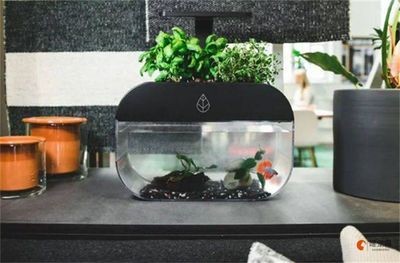 魚(yú)缸換水的正確方法，換水的正確方法：過(guò)濾魚(yú)缸換水的正確方法