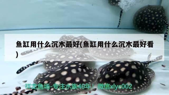 印尼三紋虎魚缸內(nèi)裝飾品選擇：印尼三紋虎魚缸內(nèi)植物種類推薦印尼三紋虎魚缸內(nèi)植物種類推薦