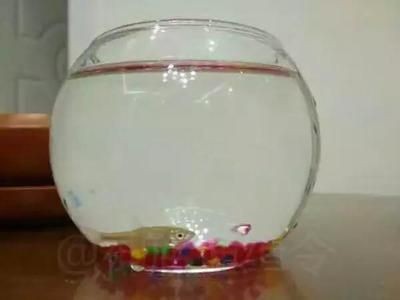 好魚缸多少錢一斤（好魚缸多少錢一斤小型魚缸的價格較為適中一般在幾百元左右）