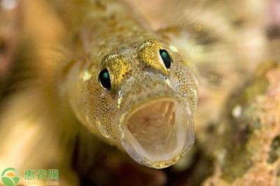 好魚缸多少錢一斤（好魚缸多少錢一斤小型魚缸的價格較為適中一般在幾百元左右）