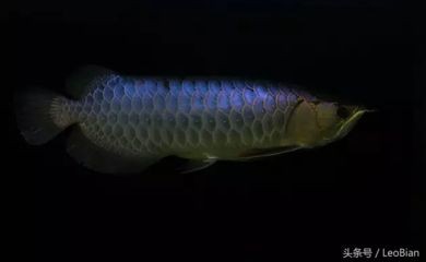 金龍魚極品古典藍多少錢照片金龍魚極品古典藍多少錢照片：金龍魚極品古典藍多少錢