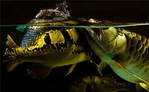 龍魚吃食搶不過別的魚怎么辦 龍魚吃食搶不過別的魚怎么辦 龍魚百科 第2張