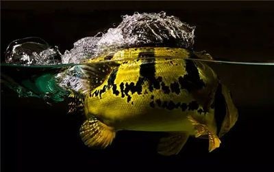龍魚吃食搶不過別的魚怎么辦 龍魚吃食搶不過別的魚怎么辦 龍魚百科 第1張