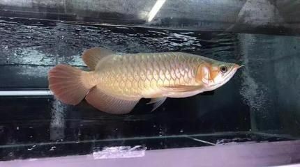 養龍魚最怕什么：養龍魚最怕什么問題