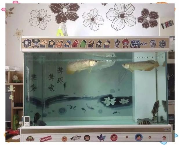 銀龍魚可以跟金龍魚混養嗎圖片