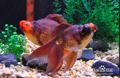 如何自然提升魚缸溶氧量：如何自然提升魚缸溶氧量的有效方法