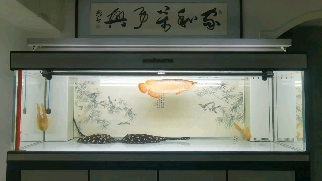 今天淋的雨，會變成明天葉尖的光！