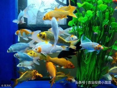 觀賞魚店鋪投資多少錢（開一家觀賞魚店鋪的投資費用）