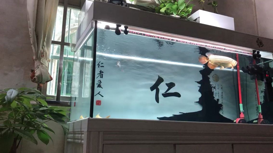 鋼化玻璃做魚缸安全嗎：鋼化玻璃做魚缸好嗎安全嗎