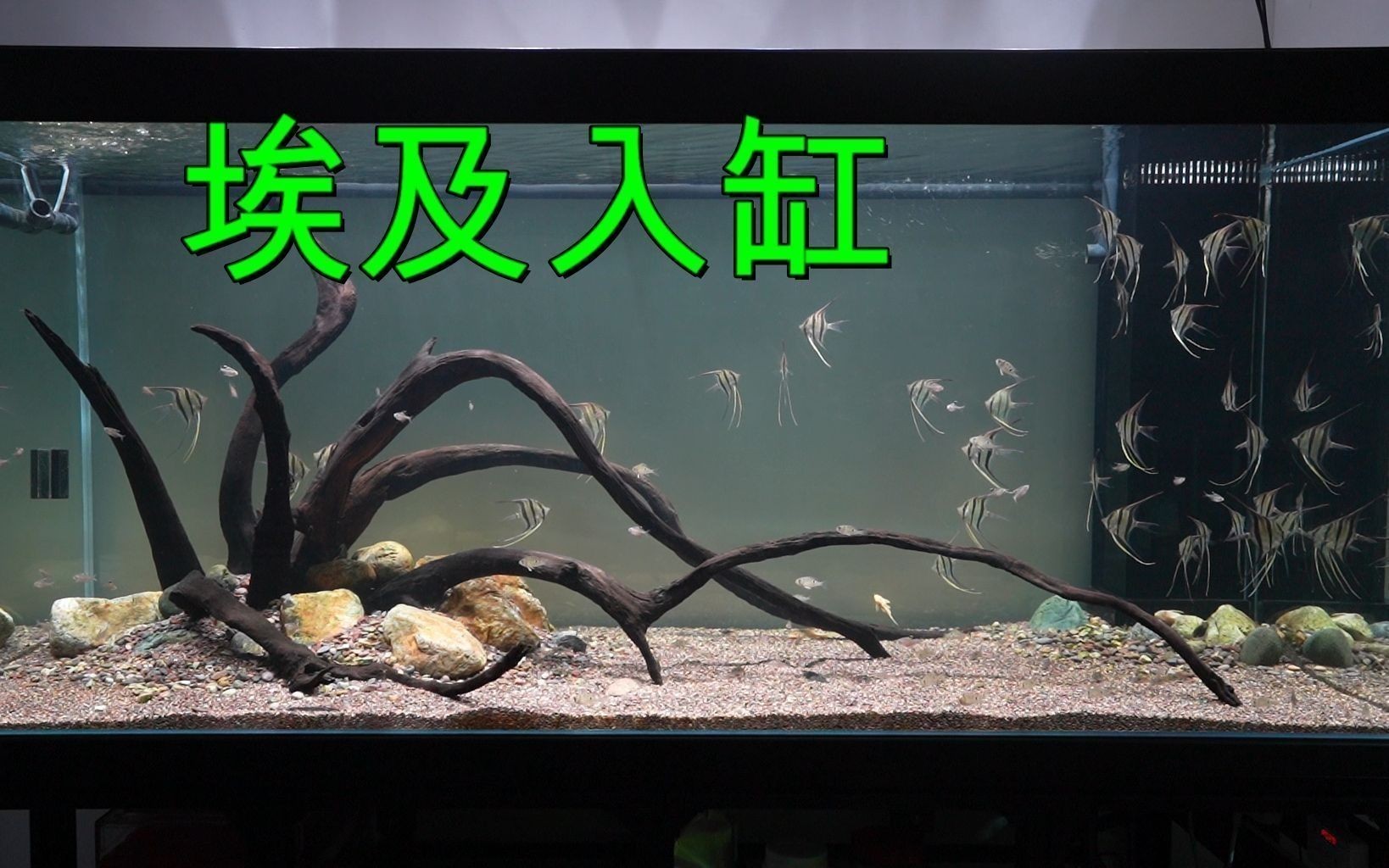 埃及神仙魚混養魚缸布置指南：埃及神仙魚混養伴侶推薦，魚缸內水流設計技巧