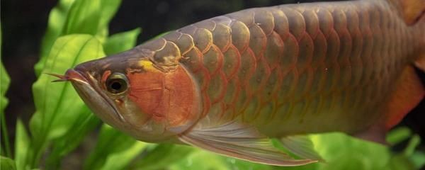 紅龍魚喂什么長的快又好養活（紅龍魚吃什么最好）