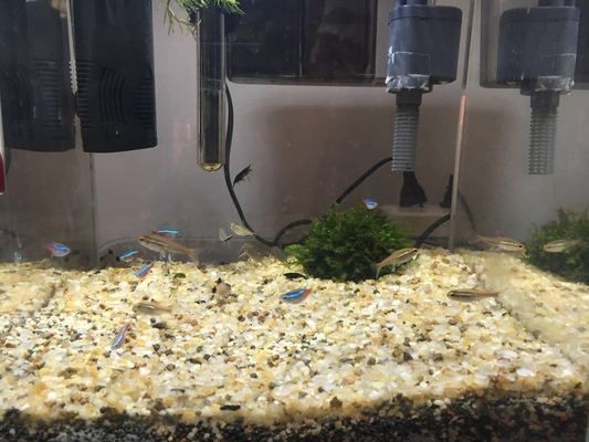 魚缸過濾技術(shù)需要了解魚缸水質(zhì)變化的基本原理和優(yōu)缺點(diǎn)：魚缸過濾技術(shù)的發(fā)展 魚缸過濾技術(shù)需要了解魚缸水質(zhì)變化的基本原理和優(yōu)缺點(diǎn)：魚缸過濾技術(shù)的發(fā)展 魚缸百科 第2張
