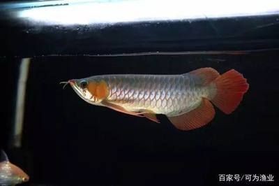 龍魚一般配什么魚好看又好養，如何挑選健康龍魚