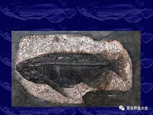 上海臨青水族制冷工程有限公司本溪路分公司（上海臨青賓館）