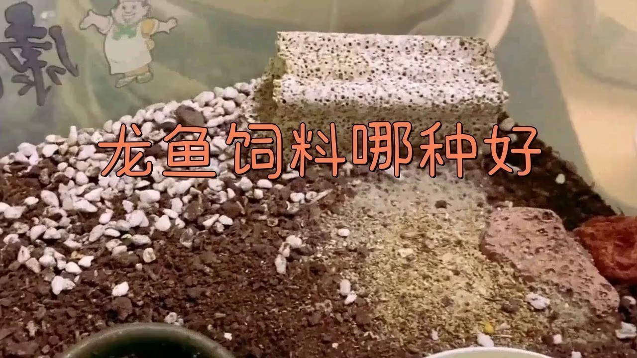 銀龍魚魚糧什么牌子好吃又便宜