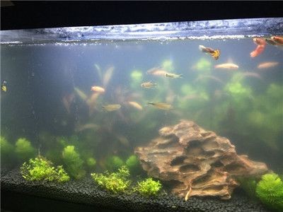 魚缸水發白是什么意思