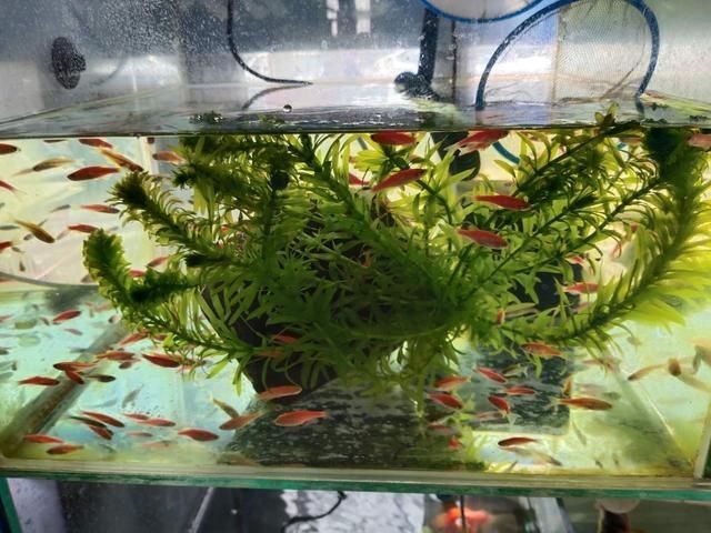魚缸水發白是什么意思