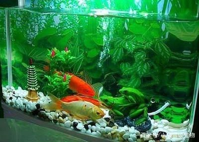 家庭觀賞魚適合家庭觀賞魚的魚缸環境選擇適合家庭觀賞魚：家庭養殖觀賞魚的幾點建議
