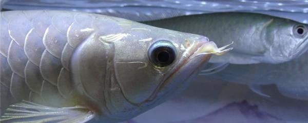 銀龍魚疾病早期癥狀：銀龍魚常見疾病早期癥狀