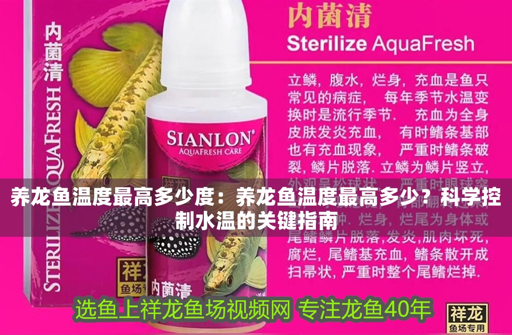 養龍魚溫度最高多少度：養龍魚溫度最高多少？科學控制水溫的關鍵指南 養龍魚溫度最高多少度：養龍魚溫度最高多少？科學控制水溫的關鍵指南 龍魚百科 第1張
