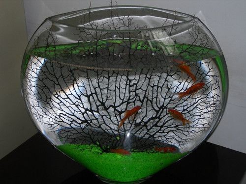 小魚缸幾天換一次水合適,如何判斷魚缸水質好壞 魚缸百科 第5張 小魚缸幾天換一次水合適,如何判斷魚缸水質好壞 小魚缸幾天換一次水合適,如何判斷魚缸水質好壞 魚缸百科 第5張