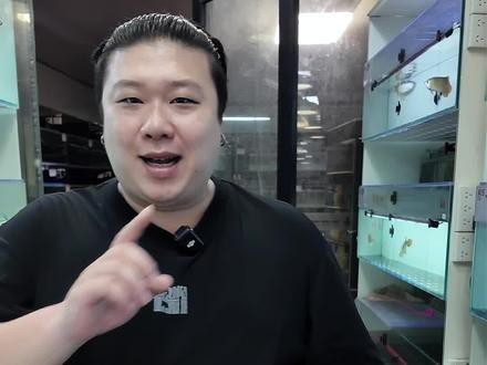 藍底金龍魚好不好釣魚