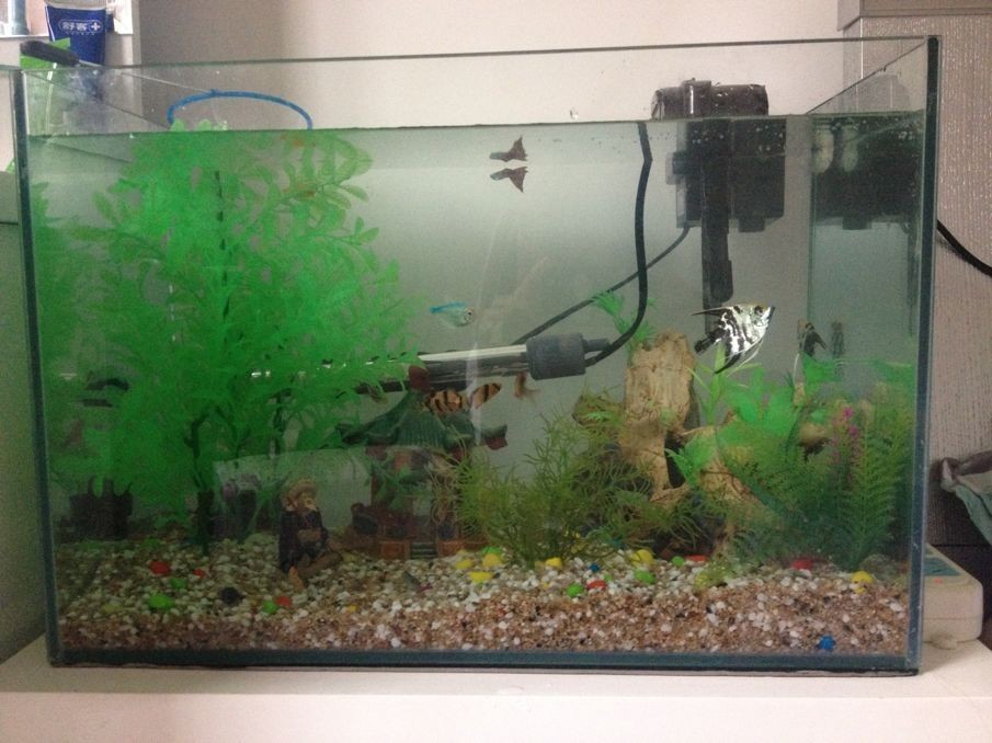 魚缸里的恒溫器是放在哪里：如何檢測魚缸水溫準確性，魚缸加熱棒故障排查方法，魚缸恒溫器節能技巧