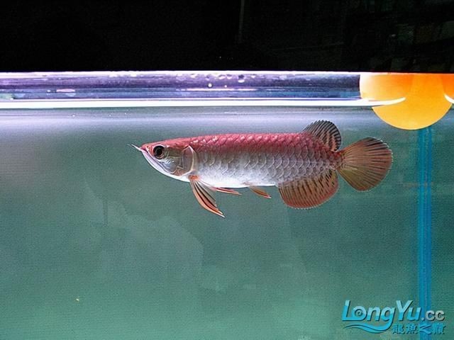 金龍魚高背和b過的區別：金龍魚的高背和b過在遺傳血統上有明顯的區別
