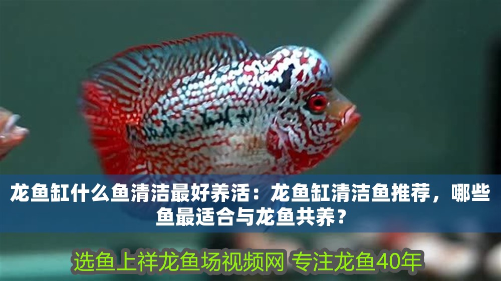 龍魚缸什么魚清潔最好養(yǎng)活：龍魚缸清潔魚推薦，哪些魚最適合與龍魚共養(yǎng)？