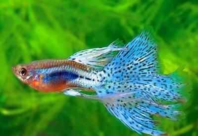 魚(yú)缸風(fēng)水的科學(xué)性：關(guān)于魚(yú)缸風(fēng)水的知識(shí)