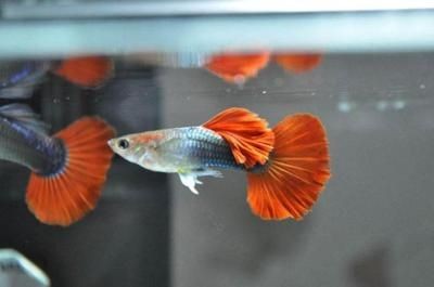 魚(yú)缸風(fēng)水的科學(xué)性：關(guān)于魚(yú)缸風(fēng)水的知識(shí)