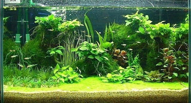 魚(yú)缸風(fēng)水的科學(xué)性：關(guān)于魚(yú)缸風(fēng)水的知識(shí)