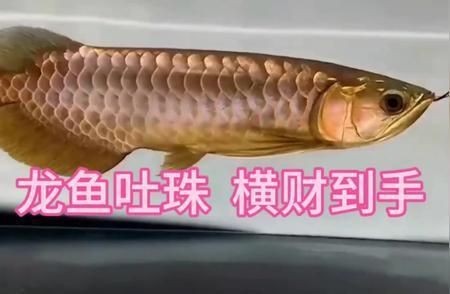 各種龍魚的寓意和象征是什么：龍魚在中國文化中具有豐富的寓意和象征意義的歷史演變