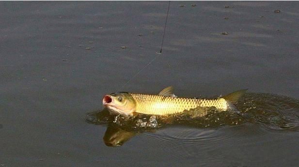 龍魚陪什么魚好釣：適合與龍魚混養的幾種魚種
