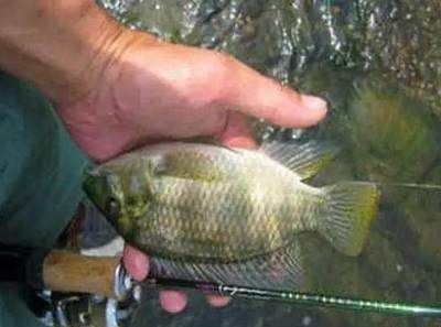 龍魚陪什么魚好釣：適合與龍魚混養的幾種魚種