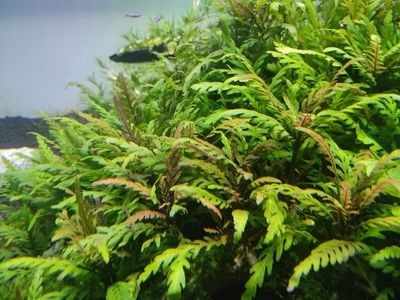 底濾魚缸可以放石頭，但需要注意的幾點：底濾魚缸可以放石頭嗎？