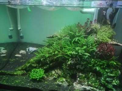 底濾魚缸可以放石頭，但需要注意的幾點：底濾魚缸可以放石頭嗎？