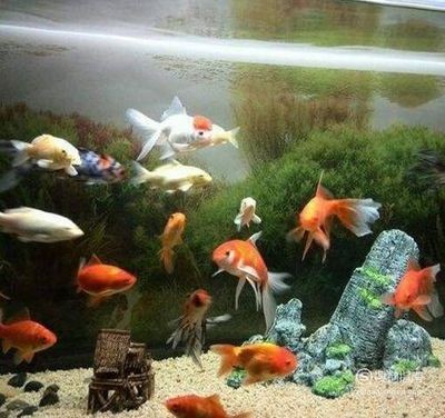 紅龍魚長得快不快呢怎么回事（紅龍魚長得快不快呢怎么回事兒）