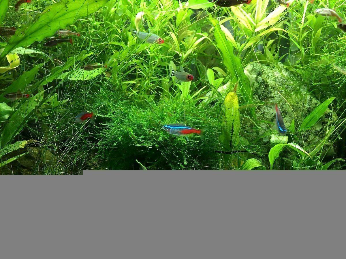 40缸養龍魚需要多大的加熱棒？