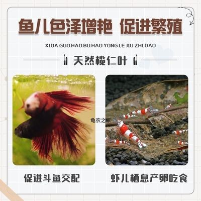 魚缸橄欖葉怎么造景：魚缸橄欖葉怎么造景詳情