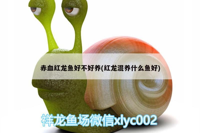 赤血紅龍魚好不好養(yǎng)(紅龍混養(yǎng)什么魚好) 赤血紅龍魚好不好養(yǎng)(紅龍混養(yǎng)什么魚好) 魚缸百科
