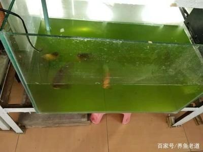 魚缸幾天換水好