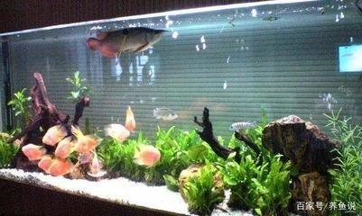 魚缸幾天換水好